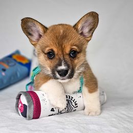Birdie - Sable and white female American Corgi puppy in Taylorsville, North Carolina from America's Red White and Bluie Corgis