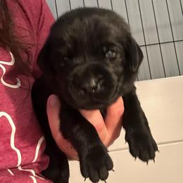 Opal - Black female Labrador Retriever puppy in Rock Hill, South Carolina from North Star Retrievers