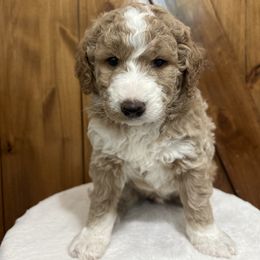 October - Brown and white male Bernedoodle puppy in Jacksonville, Florida from Star of the Sea Doodles