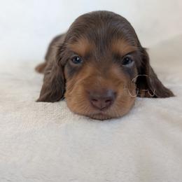 Boy 1 - Chocolate and tan male Dachshund puppy in San Diego, California from Sweetheart Doxies LLC
