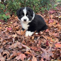 Australian Shepherd Puppies from Drummond Aussies