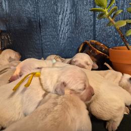 Black Collar - Light golden male Golden Retriever puppy in El Campo, Texas from Starlight Goldens