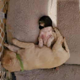 Goldendoodle and Sheepadoodle Puppies from Major League Doodles