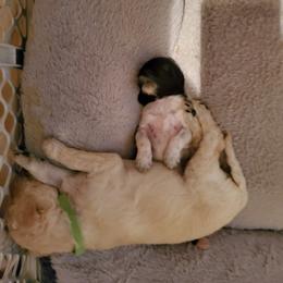 Goldendoodle and Sheepadoodle Puppies from Major League Doodles