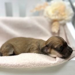 Lily - Cream Dachshund puppy in Goodyear, Arizona from D&C Royal Dachshunds