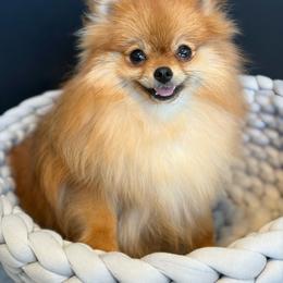 Pomeranian puppies from PomAmour Pomeranians