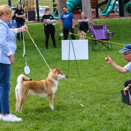 Shiba Inu and Shikokus from Sierra Ohkami Kennel