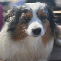 Laney - Miniature Australian Shepherd