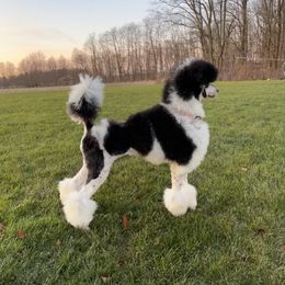 Lola - Poodle