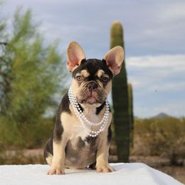 Girl 1 - Tricolors French Bulldog puppy in Surprise, Arizona from Sophie Marie's Frenchies