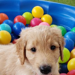 Goldendoodle Puppies from Doodling Minors