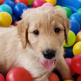 Goldendoodle Puppies from Doodling Minors