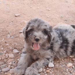 Aussiedoodle, Goldendoodle, and Labradoodle Puppies from Loving Doodle