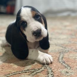 Elsa - Black brown and white female Basset Hound puppy in Remington, Virginia from Lotus Rose Basset hounds