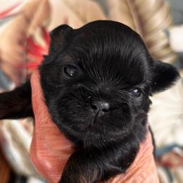 Barney - Black and tan male Shih Tzu puppy in Claremont, California from Lovable Shih Tzus