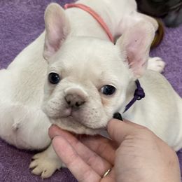French Bulldog Puppies from Phillips Family Frenchies