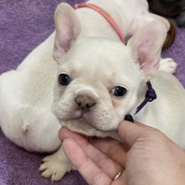 French Bulldog Puppies from Phillips Family Frenchies