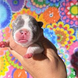 Female 3 - Blue female French Bulldog puppy in Monterey, Louisiana from McaysKennels