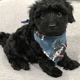 Maltipoo and Poodle Puppies from Toy Poodle & Maltipoo Maui