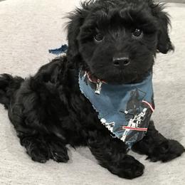 Maltipoo and Poodle Puppies from Toy Poodle & Maltipoo Maui
