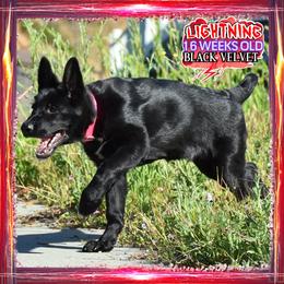 LIGHTNING - Black female German Shepherd puppy in Murrieta, California from Diamond Oaks German Shepherds