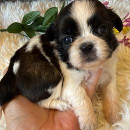 AKC - Bonnie Champion Bloodline - Tricolor female Shih Tzu puppy in Long Beach, California from Prieto Shih-Tzu's