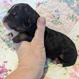 Boy - Tri-color male Bernedoodle puppy in Placerville, California from Quartz Mountain Doodles