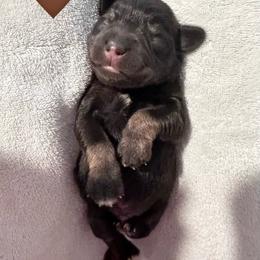 Brown heart - Liver male Miniature Schnauzer puppy in White Plains, Kentucky from Devon Dunlap