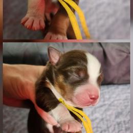 Woodstock - Red tri male Miniature Australian Shepherd puppy in Macomb, Missouri from Faunus Farms and Aussies