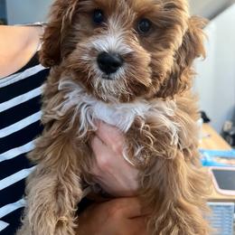 Cavalier King Charles Spaniel, Cavapoo, Havanese, Havapoo, and Poodle Puppies from West Cobb Dogs