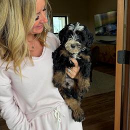 Teddy - Tri-color male Bernedoodle puppy in Yuba City, California from Ranch House Doodles