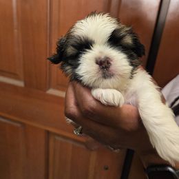 Orange Collar Girl - Black gold and white female Shih Tzu puppy in Hemet, California from Kimberly's Heavenly Shih Tzus