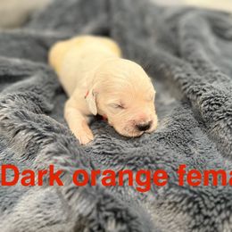 Cashew - Light golden female Golden Retriever puppy in Salt Lake City, Utah from Soaring golden retrievers