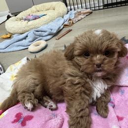 Girl 3 - Gold and white female Shihpoo puppy in Cedar Springs, Michigan from Pridespoodles