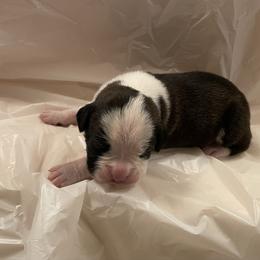Kelly Clarkson - Brindle female Boxer puppy in Willard, North Carolina from Boone’s Boxers of North Carolina