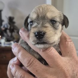 Miniature Schnauzers from Cowboy Schnauzers