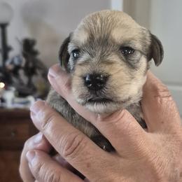 Miniature Schnauzers from Cowboy Schnauzers