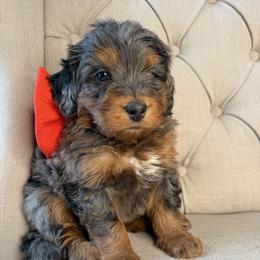 Mr.Salmon - Merle male Bernedoodle puppy in Curtice, Ohio from The Pink Doghouse