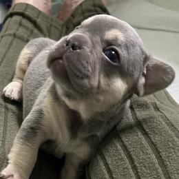 Parker - Blue male French Bulldog puppy in Peru, Indiana from Angie's Little Bostons And Frenchies