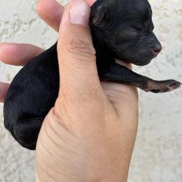 Twix - Black phantom male Aussiedoodle puppy in Spring Hill, Florida from Pawprint Dreams Boarding and Kennel