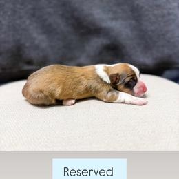 Dunn - Red male American Corgi puppy in Pahrump, Nevada from Desert Sunset Corgis