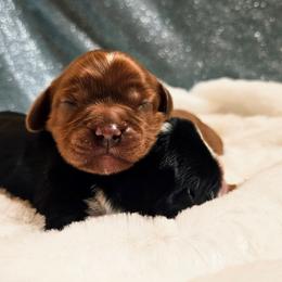 Ruby boy - Ruby male Cavalier King Charles Spaniel puppy in Castorland, New York from Faithful Friends Cavaliers