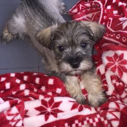 Miniature Schnauzer Puppies from Sue’s Miniature Schnauzers