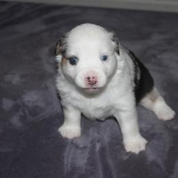 Miniature American Shepherd and Miniature Australian Shepherd Puppies from Red Moon Mini Aussies