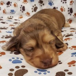 Dachshund Puppies from CJ's Dach Dynasty