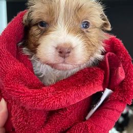 Australian Shepherds from Dogwood Creek Australian Shepherds