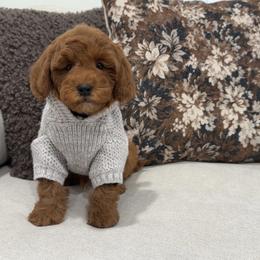 Bear - Red  male Goldendoodle puppy in Anaheim, California from Cuddle Bear Doodles