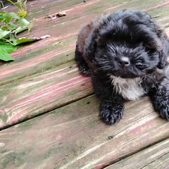 Max - Brown and white male Shichon puppy in Bloomington, Indiana from Laura's Teddy Bears