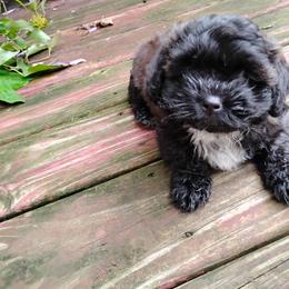 Max - Brown and white male Shichon puppy in Bloomington, Indiana from Laura's Teddy Bears