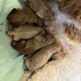 Girl 2 - Goldendoodle puppy in Midland, Michigan from Juengel Doodles